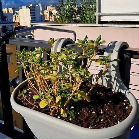 Harmony Tirana